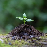 Grupo de Ecología Funcional y Ecosistémica - EFE