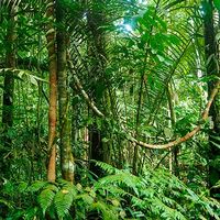 Grupo de Investigación Historia Natural de las Plantas Tropicales