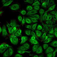 Grupo de Investigación Moléculas Biológicas y Actividad Celular