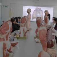 Sala A - Modelos anatómicos