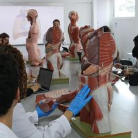 Sala B - Modelos anatómicos