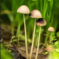 ECOFUNGI